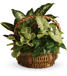 Emerald Garden Basket from Weidig's Floral in Chardon, OH